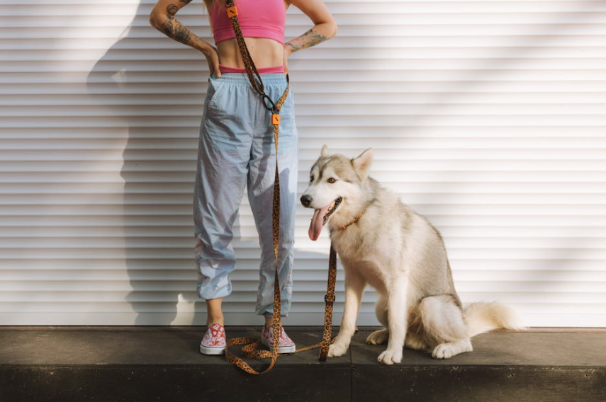 Different Types Of Dog Leashes & Harnesses: Which One Is Best For Your Canine?